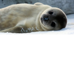 Focas Bonitas UwU