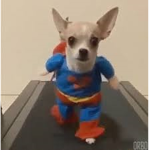 dog group join if u like dogssssssss