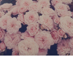 Rosie’s rose hangout