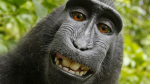 Hehemonkey