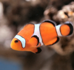 The Fish drowned