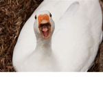 GOOSE TAKEOVER