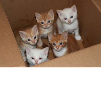 The Great Centurial: Revived