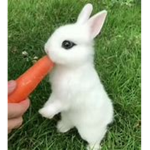 Bunny sell