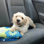 Mochi The Dog