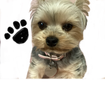 Rosie’s Dog and Puppy squad