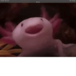 The Axolotl Gang