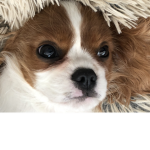 Coco bear 1234