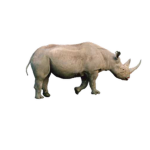 Rhino ###########