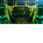 halo dont join