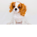 Puppies For Ever!!!!