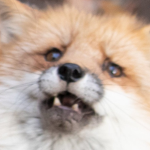 Concerned Fox
