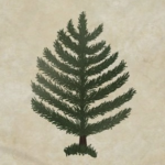 tree huggers group