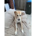 best funny dog's
