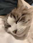 my cat lol 12345