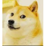 |_Doges_|