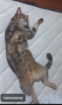 -_rex_