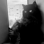 ⋆Ari's Angelics⋆