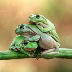 ¡Frog army!
