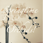 Springtime Orchids!