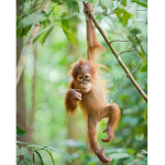 orangutan baby studios