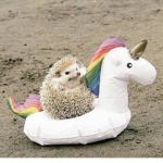 Sven Rides