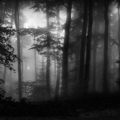 Dark lush foggy forest