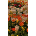 wildxflower