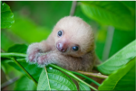 Sloths Unify