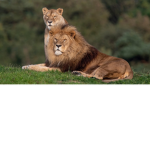 Save the lions