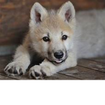 wolfoy