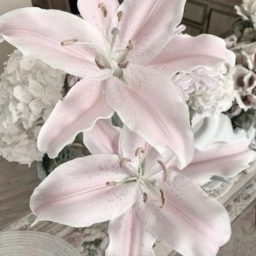 ☆ ˚ ｡ ๑
