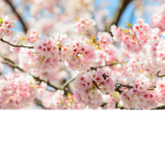 ##### blossoms