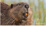 Beaver_ Team For Life