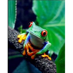 Froggo Home (: