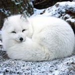 Arctic Fox Rescue Society