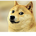 Doge pogchamp
