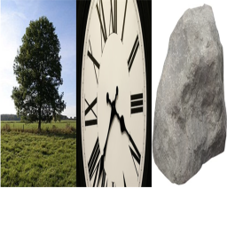Tree time rock