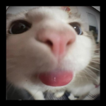 |-kittyz-|