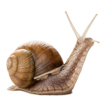 one life, one snail