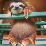 COOL SLOTH