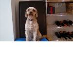 Roblox Rulzzzzzzzz