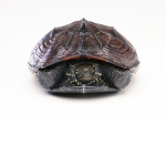 Turtle Fan Club™