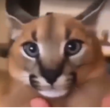 [BETA] Into The Backrooms