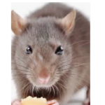 Detective Rats United