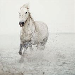 Horse simulator game