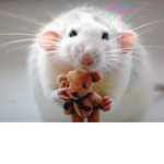 Adorable rat