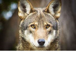 Mason's Wolves