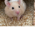 Like HAMSTER