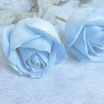~*Blue Rose~*